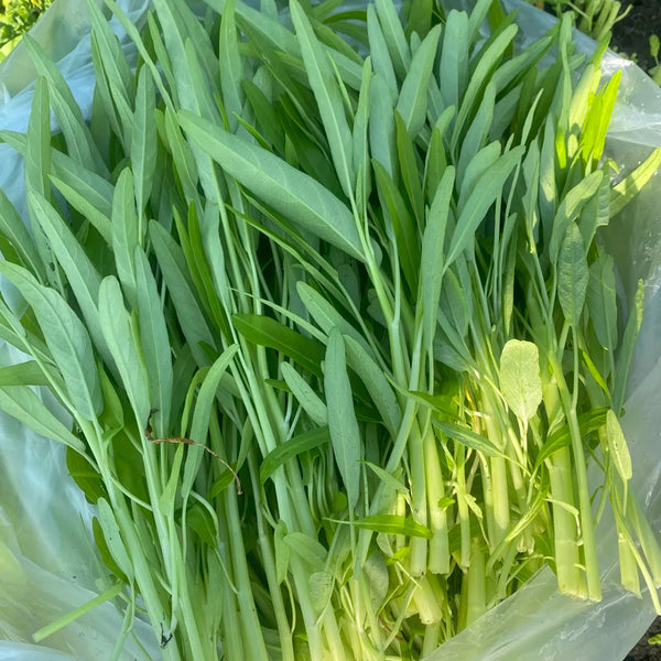 YuFeng No.6 Water Spinach Seeds, 20g