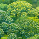 ANE02 Dill, 100 Seeds