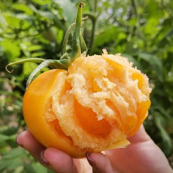Sand-Rind Big Yellow Tomato, 100 Seeds
