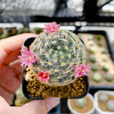Mammillaria schiedeana, 3-4cm