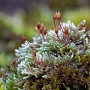 Silver Moss Seeds, 500 Seeds