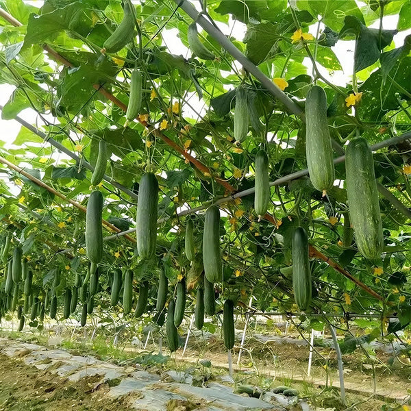 'Jiefeng No.8' Hybrid Cucumber, 50 Seeds