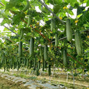'Jiefeng No.8' Hybrid Cucumber, 50 Seeds