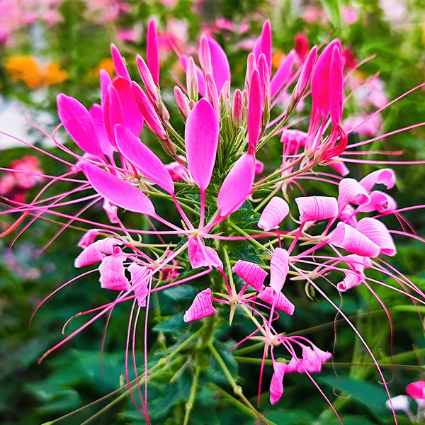 Rose Red Spider Flower Seeds, 200 Seeds