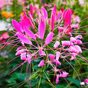 Rose Red Spider Flower Seeds, 200 Seeds