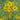 Maximilian Prairie Sunflower, 200 Seeds