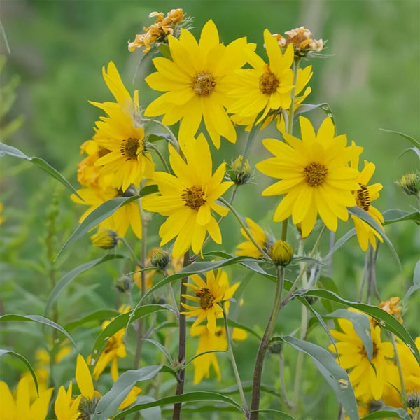 Maximilian Prairie Sunflower, 200 Seeds