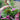 Pointed-Leaf Red Amaranth Seeds, 10g