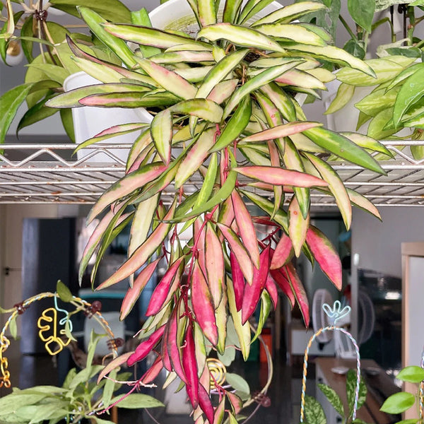 Hoya kentiana 'Variegata', 3 Cuttings
