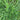 Bermudagrass, 50 Grams Hulled Coated Seeds