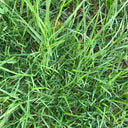 Bermudagrass, 50 Grams Hulled Coated Seeds