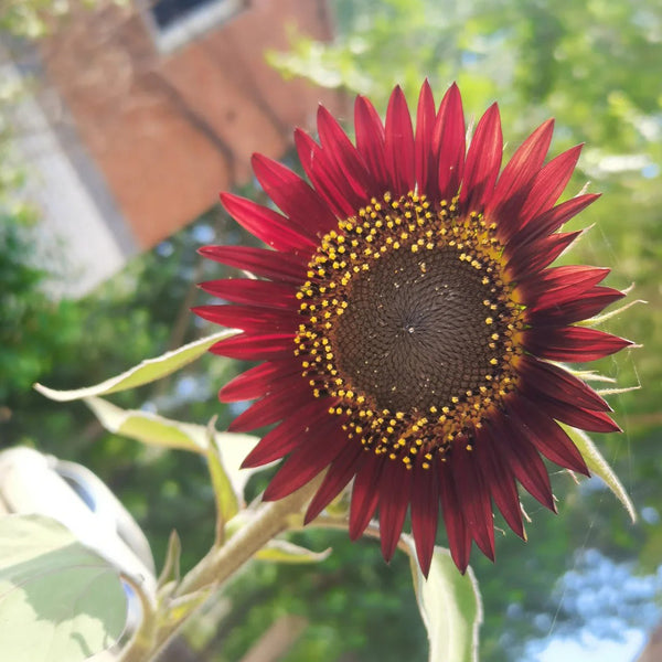 HEL27 Cherry Red Sunflower, 100 Seeds