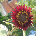 HEL27 Cherry Red Sunflower, 100 Seeds