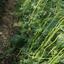 Jiaduobao Yardlong Bean, 30g