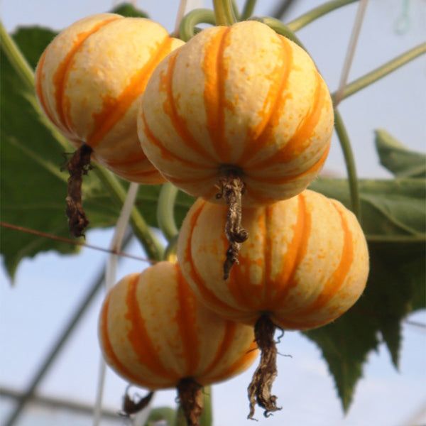 Orange Beibei Pumpkin Seeds, 50 Seeds