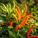 U2227 Finger Ornamental Pepper, 100 Seeds