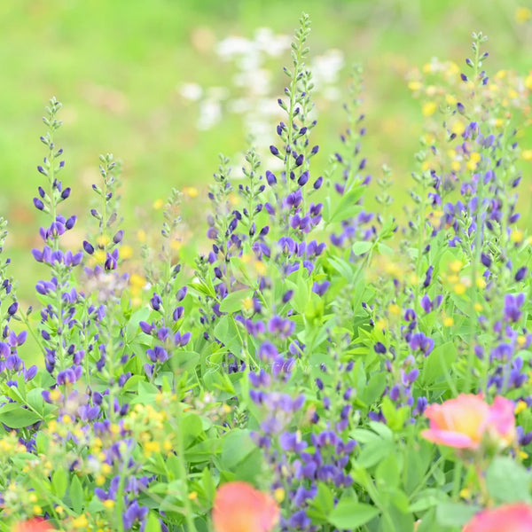 U2221 Blue False Indigo, 5 Seeds