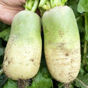 Knife Handle Radish Seeds, 10g