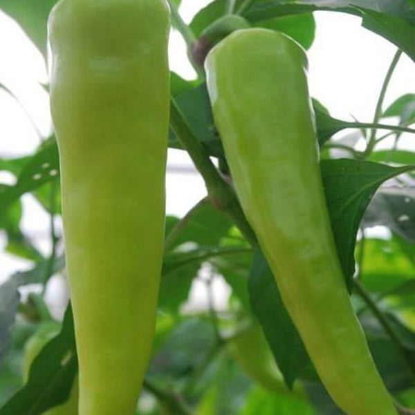 Baifeicui Pepper Seeds, 0.5g