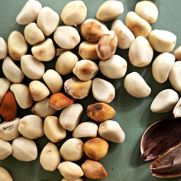 Moonflower, 3 Seeds