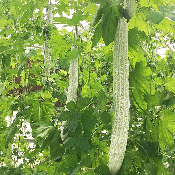 Chang Cui Yu Slender Bitter Melon, 5 Seeds