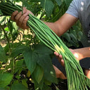 Continuously Harvestable Yardlong Bean Seeds, 5 × 5g Bags
