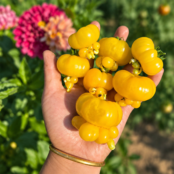 8 Dean's Chickie Cherry Tomato, 5 Seeds