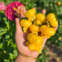 8 Dean's Chickie Cherry Tomato, 5 Seeds