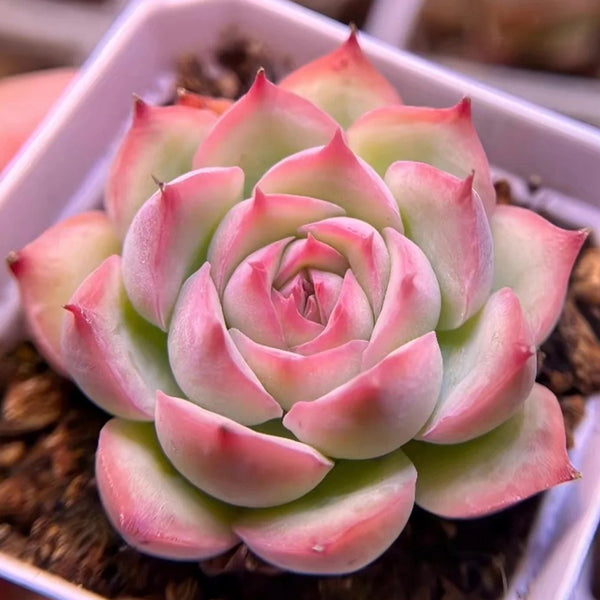 Echeveria 'Silhouette', 3pcs x 1-head