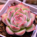 Echeveria 'Silhouette', 3pcs x 1-head