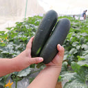 'Black Empress' Zucchini Seeds, 10 Seeds