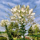 White Spider Flower Seeds, 200 Seeds