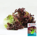 Red Leaf Romaine Lettuce Seeds, 5g