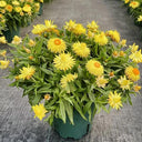 Yellow Strawflower Seeds, 200 Seeds