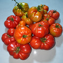 531 Jarson 13/2 Tomato, 5 Seeds