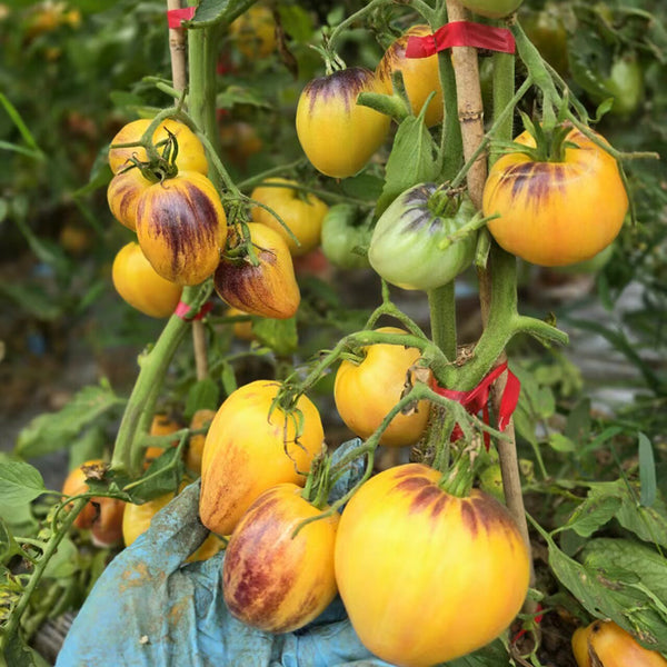 801 Sweet Blue F5 Tomato, 5 Seeds