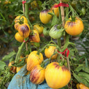 801 Sweet Blue F5 Tomato, 5 Seeds