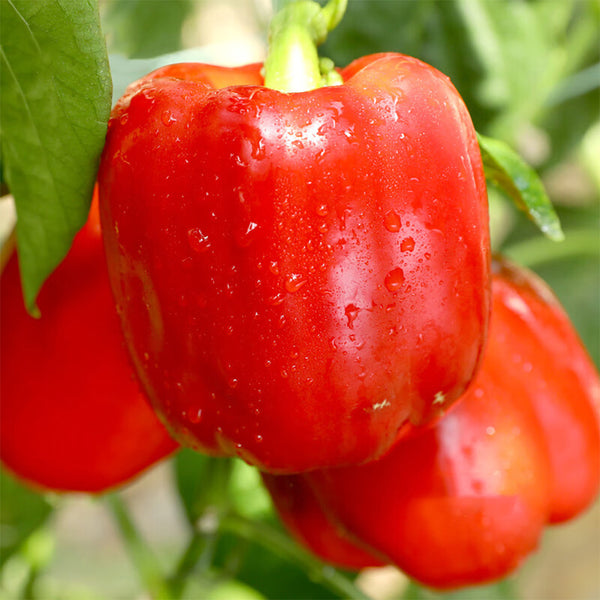 Red Lantern Sweet Pepper Seeds, 100 Seeds