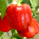 Red Lantern Sweet Pepper Seeds, 100 Seeds