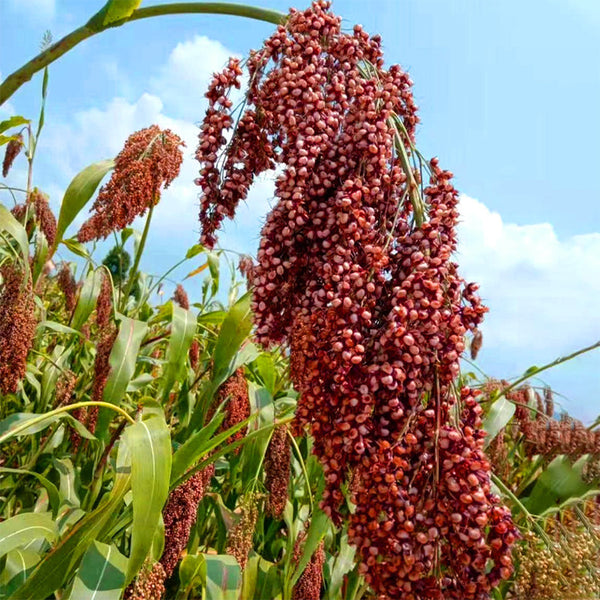 Disease-resistant No.4 Red Sorghum Hybrid Seeds, 500g
