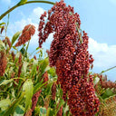Disease-resistant No.4 Red Sorghum Hybrid Seeds, 500g