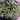 800 Explosion Head Mini Dark Stripe Tomato, 3 Seeds