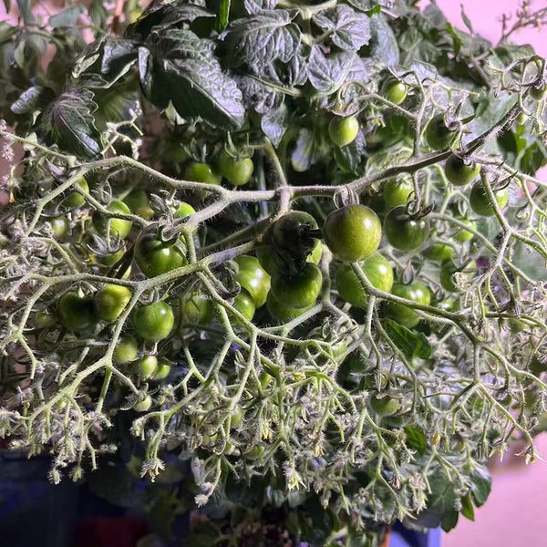 800 Explosion Head Mini Dark Stripe Tomato, 3 Seeds