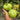 1066 Touquet Vert Tomato, 5 Seeds