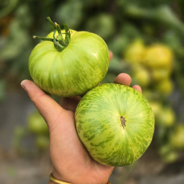 1066 Touquet Vert Tomato, 5 Seeds