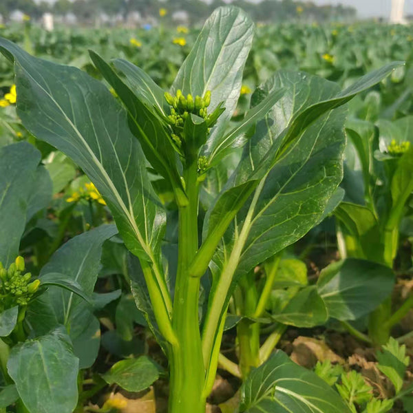 'Li Jian' 120-Day Sweet Choy Sum Seeds, 20g