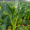 'Li Jian' 120-Day Sweet Choy Sum Seeds, 20g