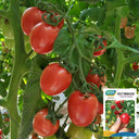 'Imperial Ruby' Traditional Cherry Tomato Seeds, 20 Seeds