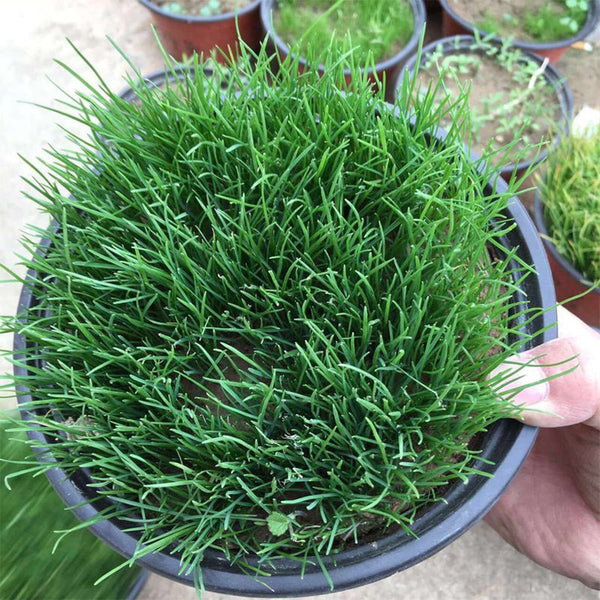Kentucky Bluegrass Seeds, 50g