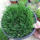 Kentucky Bluegrass Seeds, 50g